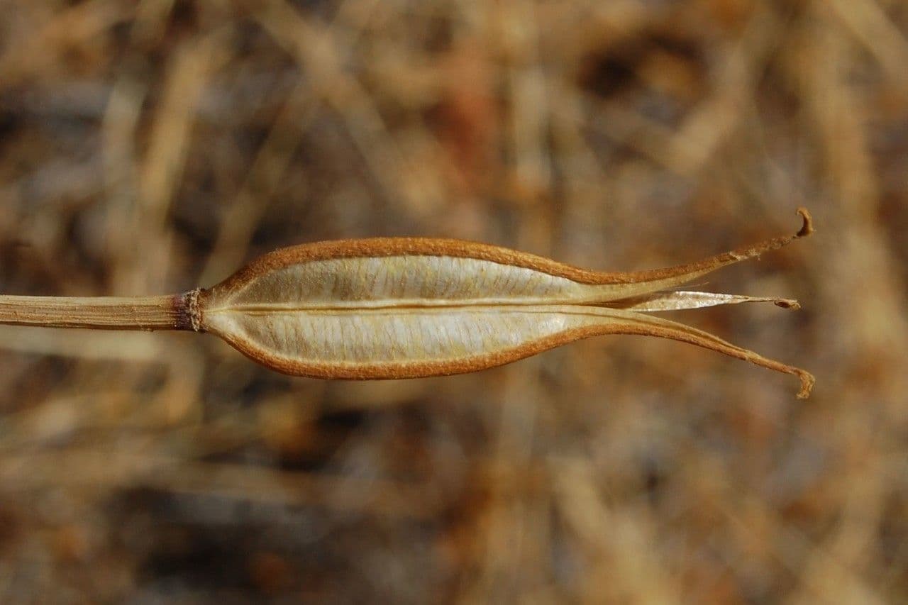 Calochortus luteus 5