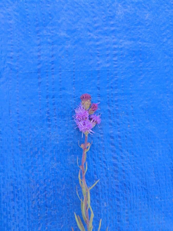 Liatris aspra 2