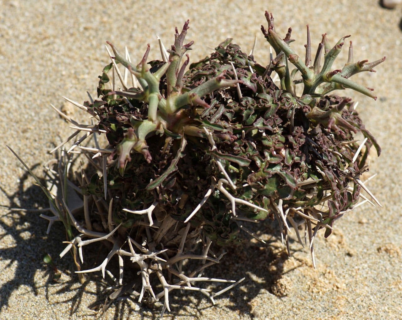 Cicoria spinosa 6