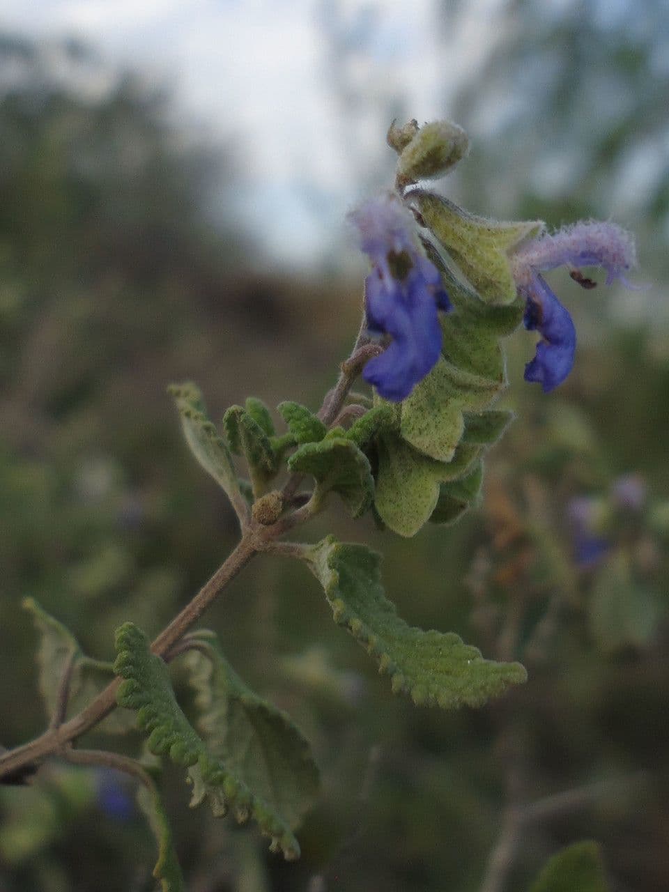 Salvia a grappoli 4