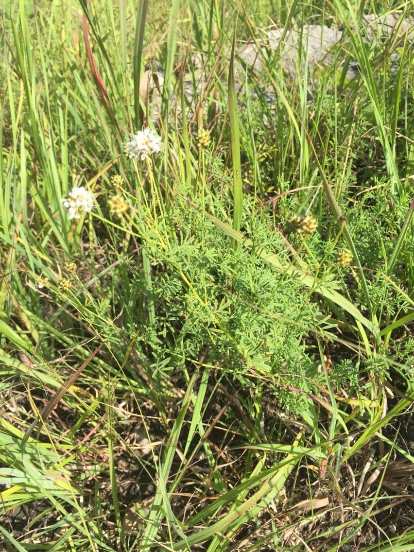 Dalea 9