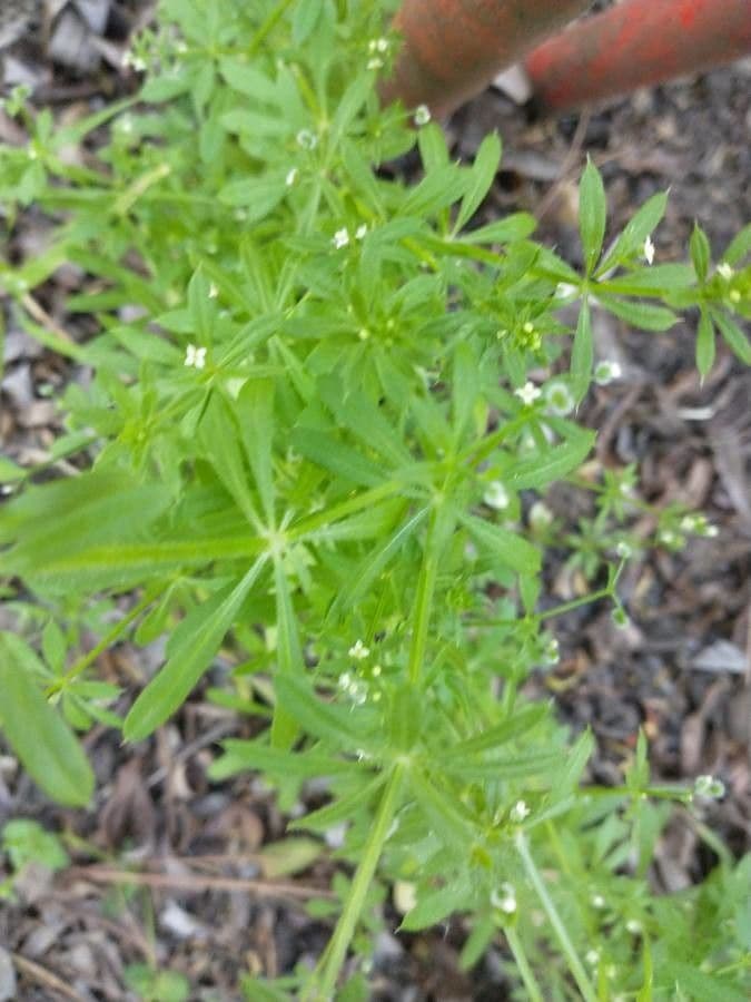 Corn-cleavers 16