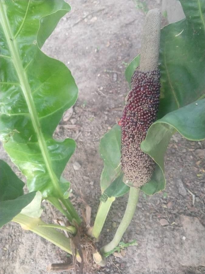 Anturio