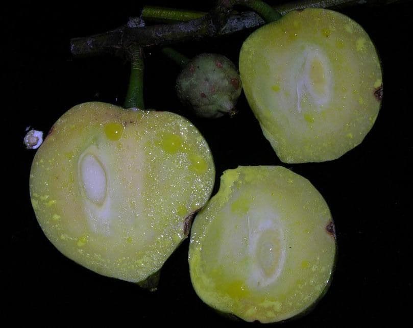 Garcinia 2