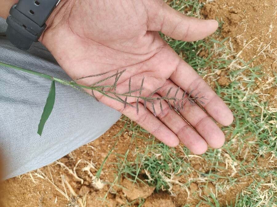 Dinebra