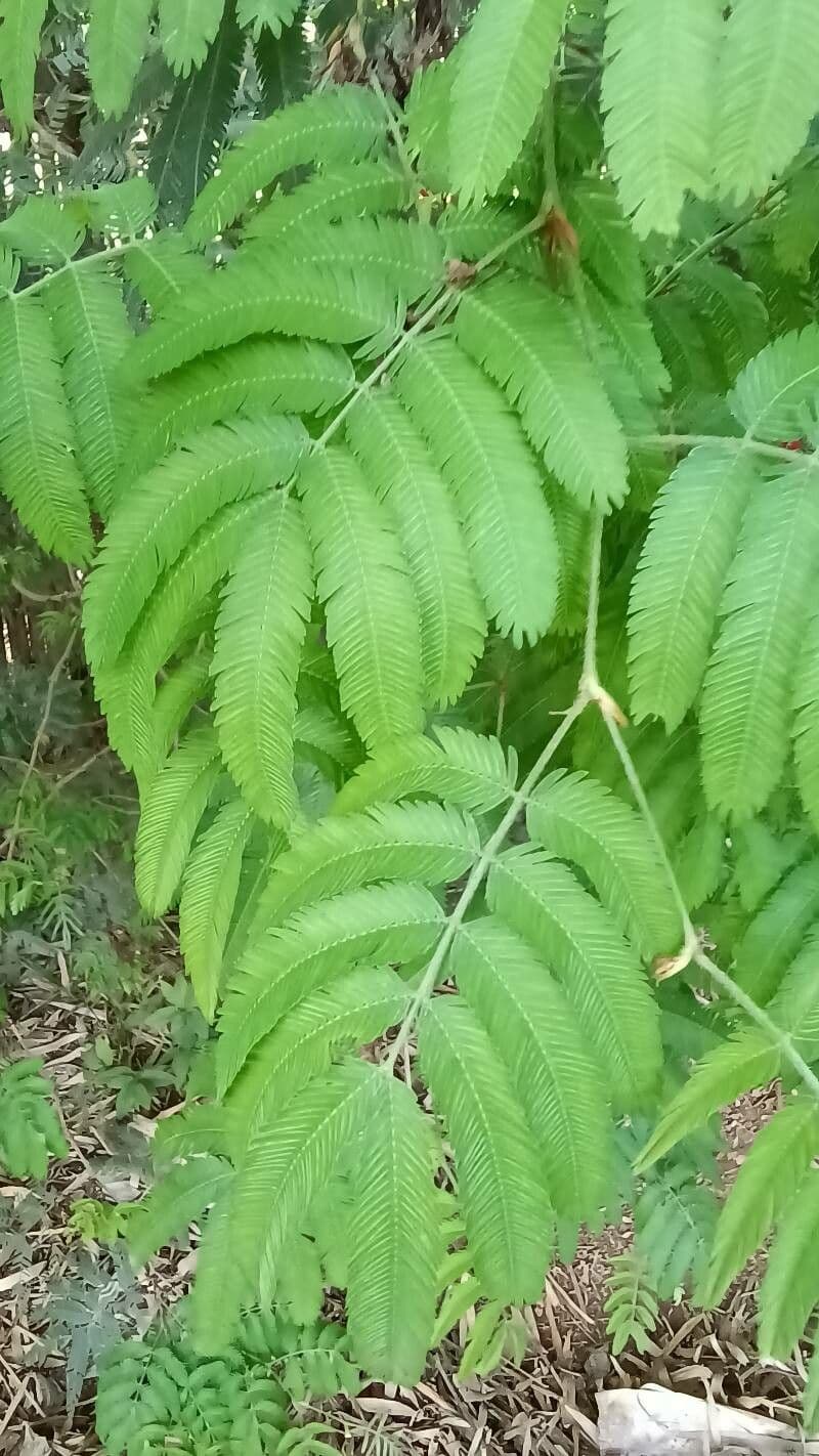 Calliandra di Tweed 13