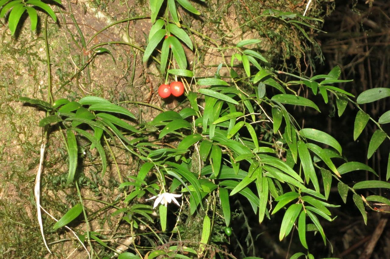 Luzuriaga 21