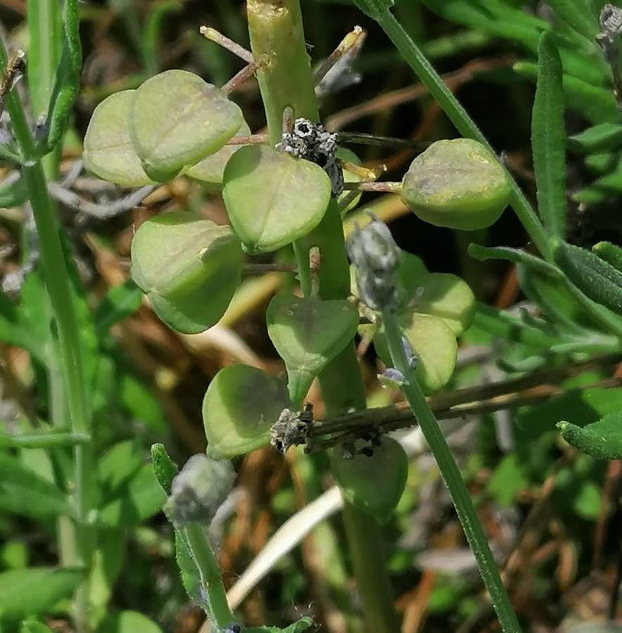 Muscari armeniaco 5