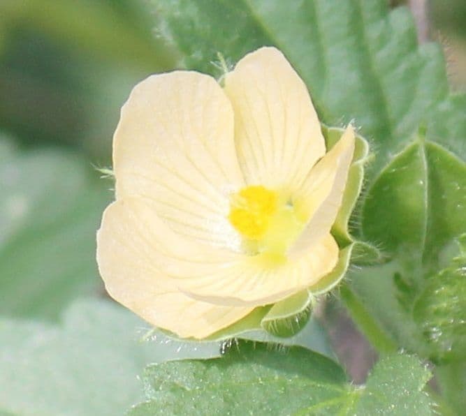 Rhynchosida 2
