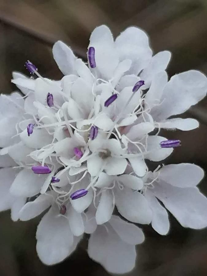 Cephalaria transilvana 10