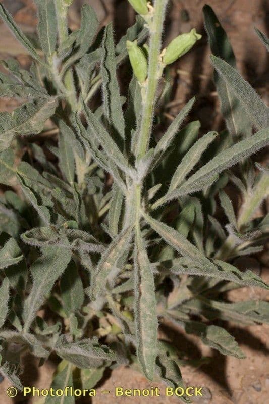Reseda 13