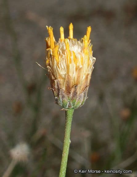 Bebbia juncea 9