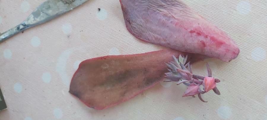Echeveria 26