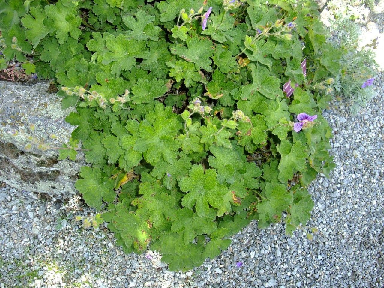 Géranium à larges pétales 10