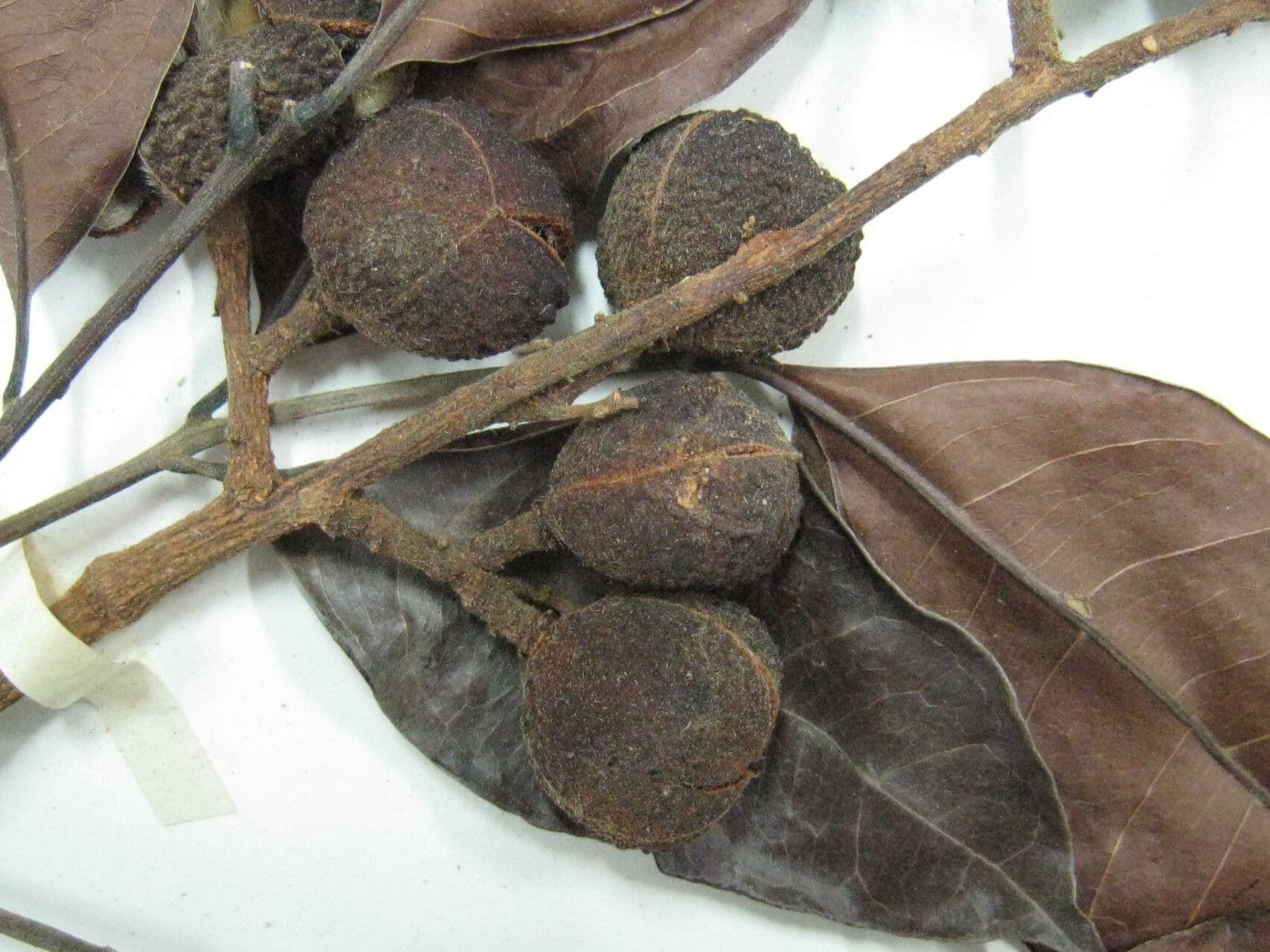 Matayba guianensis 4