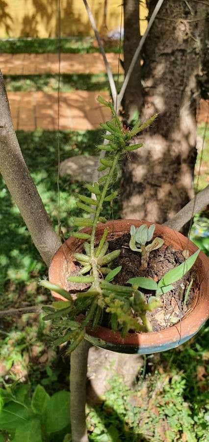 Rhipsalis 12