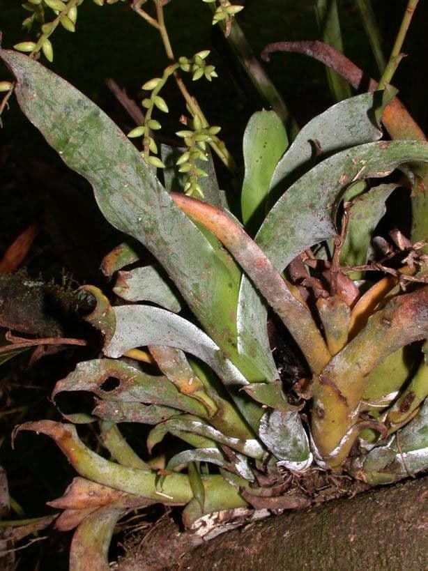 Catopsis sessiliflora 24