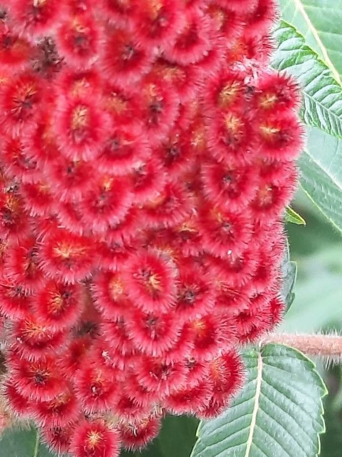 Essigbaum 10