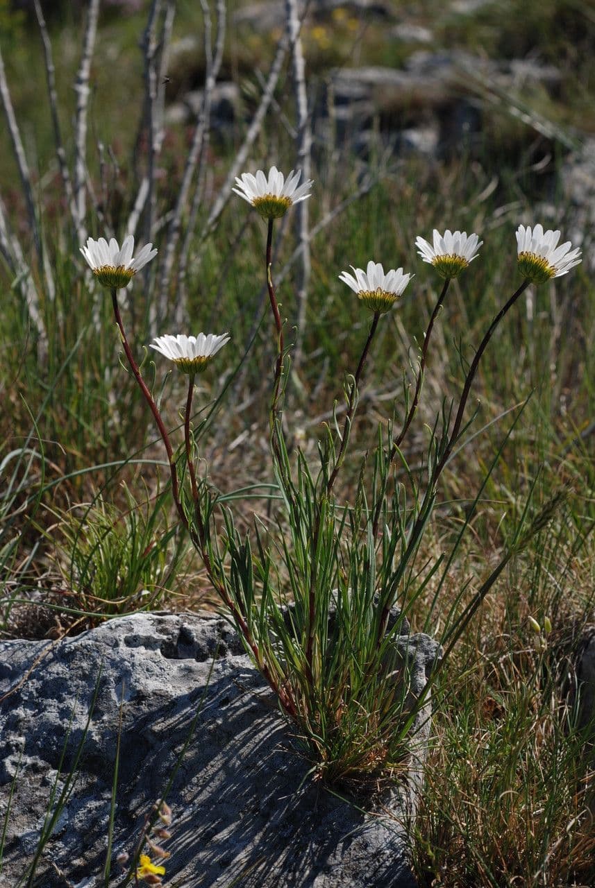 Burnats Margerite 10