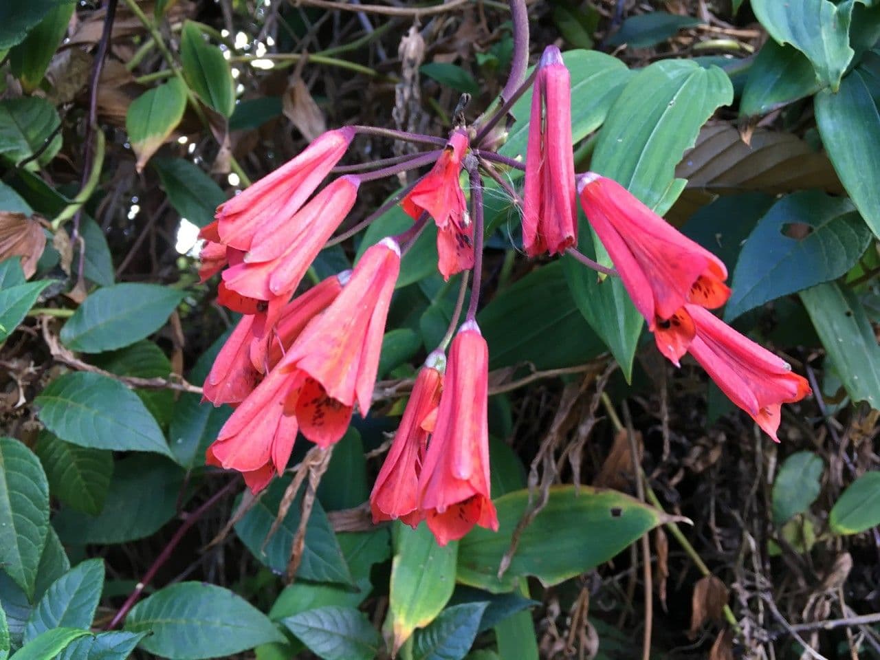 Bomarea