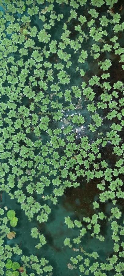 Azolla della Carolina 5