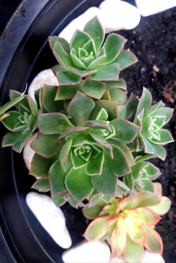 Aeonium di Haworth 14
