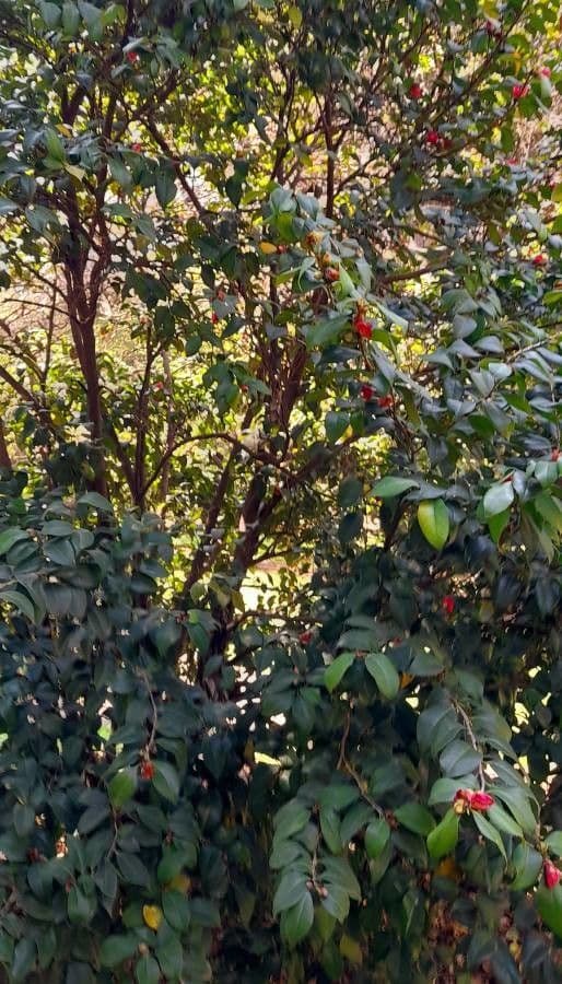 Camelia sasanqua 12