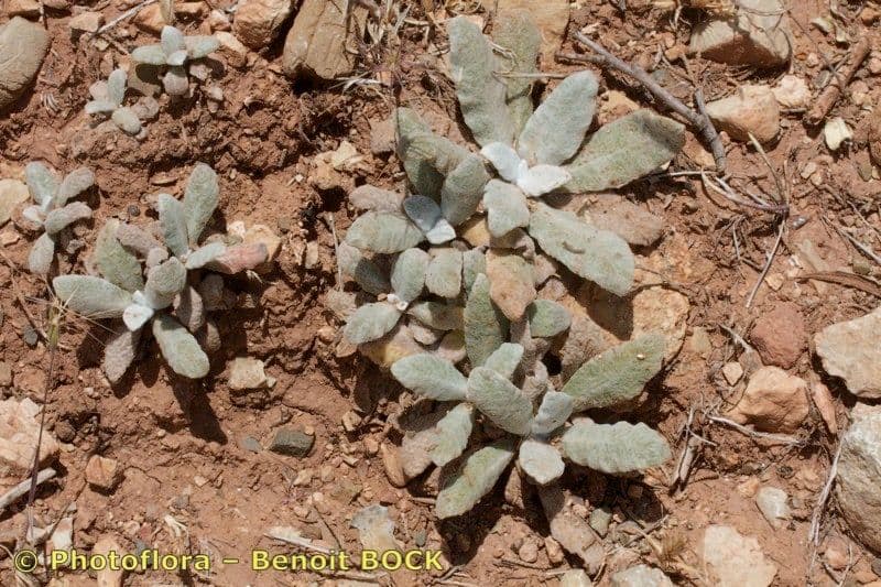 Salvia 3