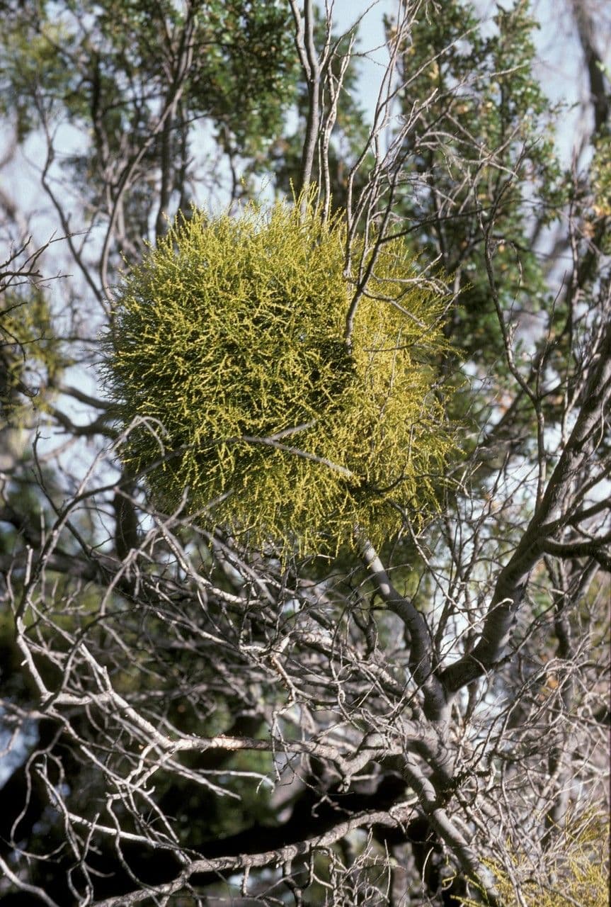 Misodendrum 5