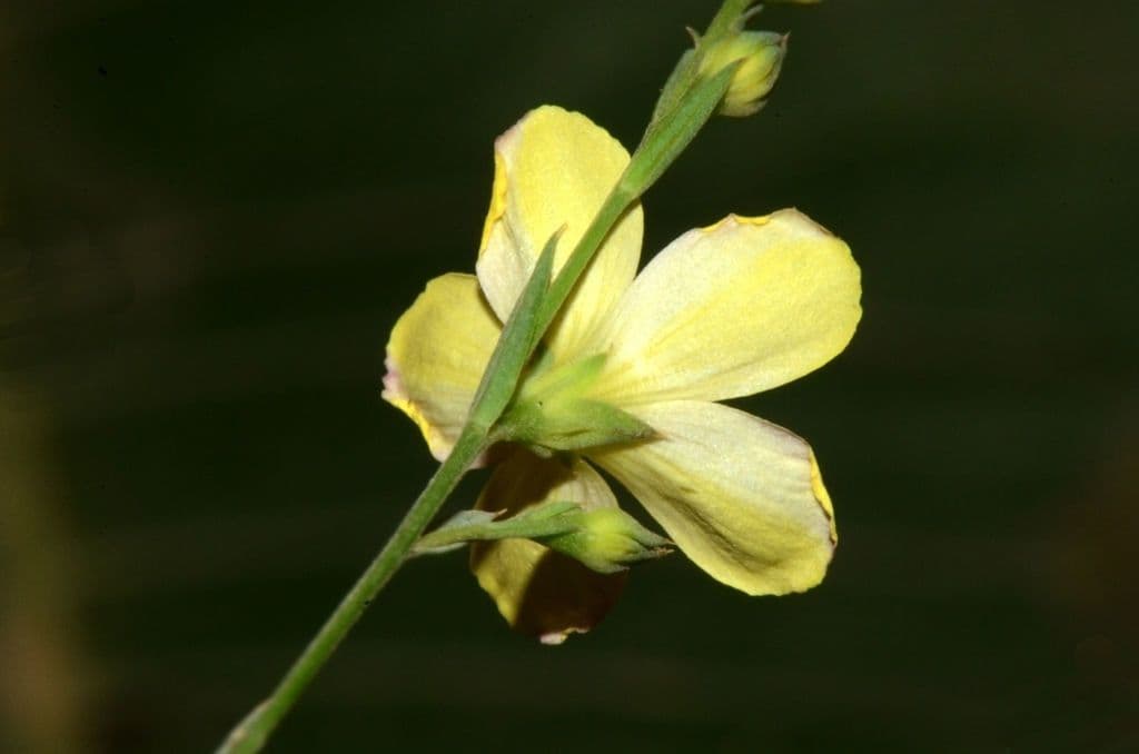 Mittlerer Lein 2