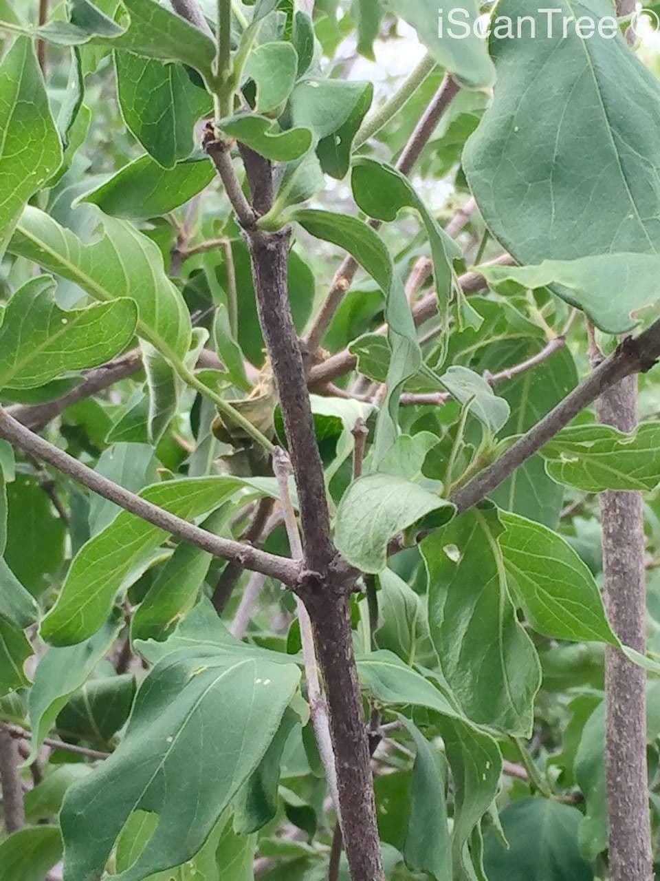 Vangueria 12