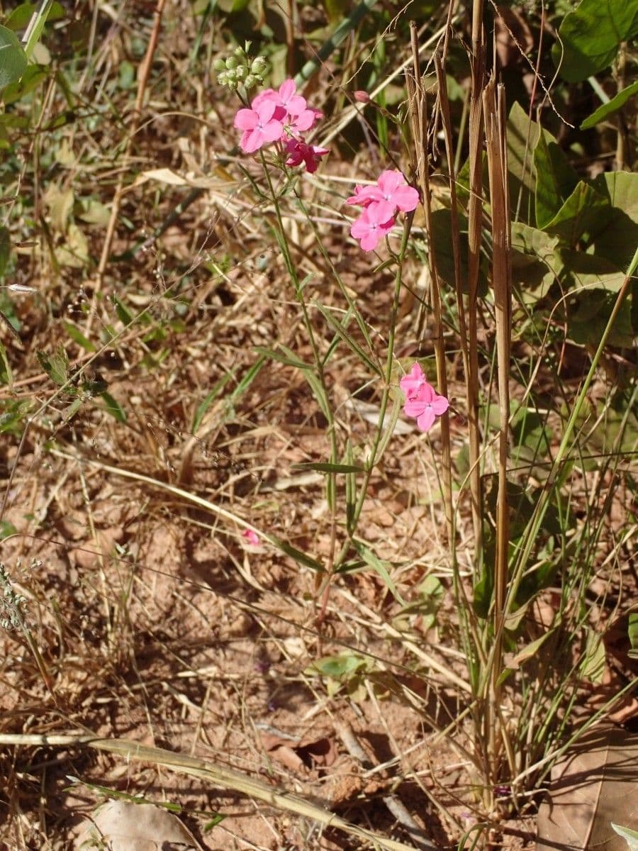 Kohautia 6