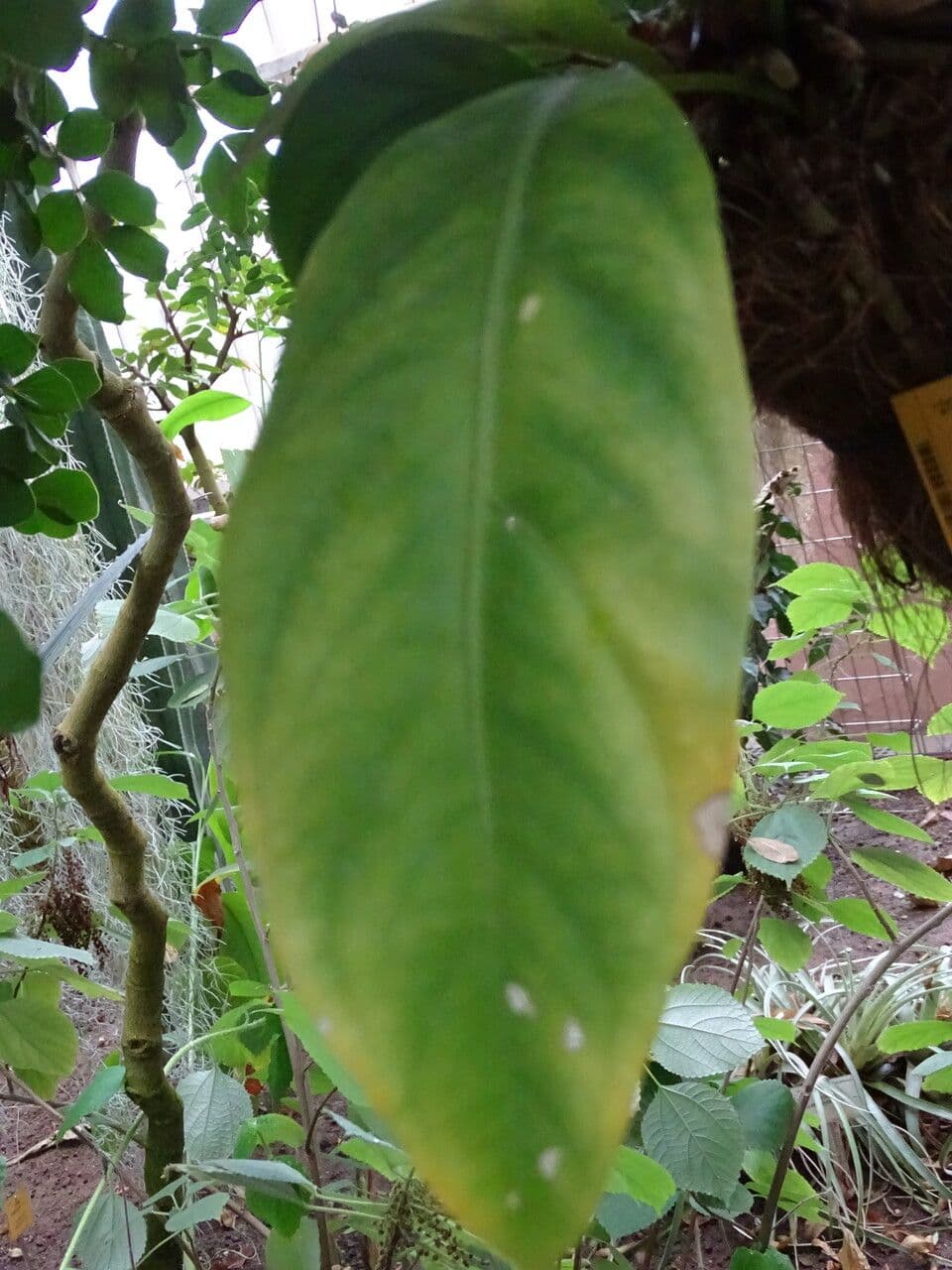 Anturio 4