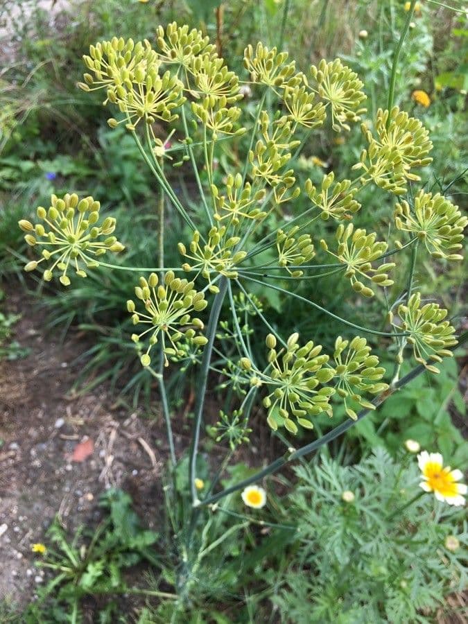 Dill 2