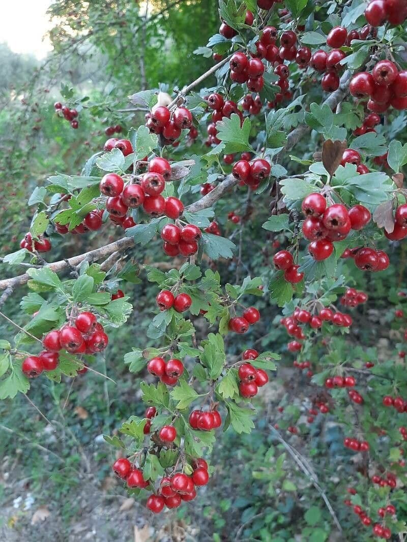 Azzarola 20