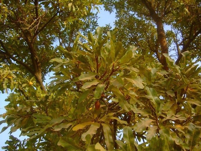 Lophira 3