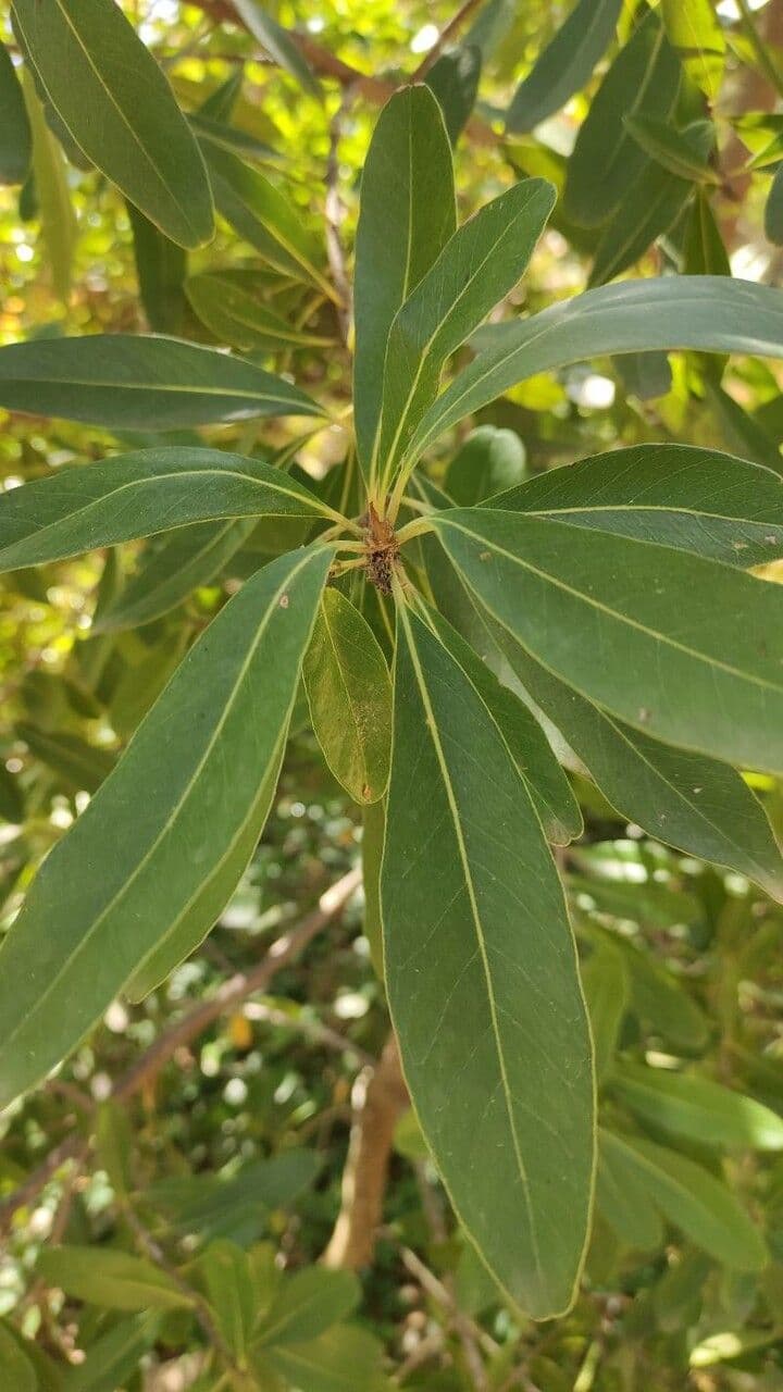 Sideroxylon 5