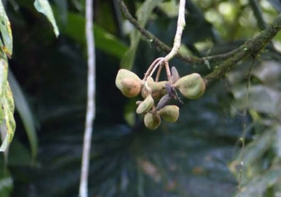 Sterculia