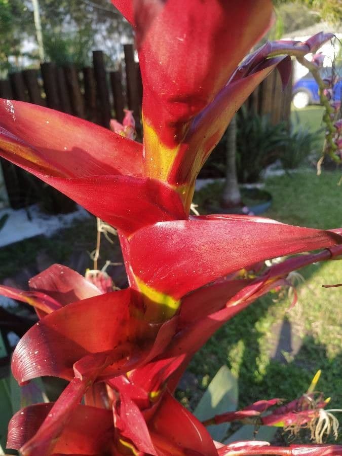 Fiore pappagallo 26