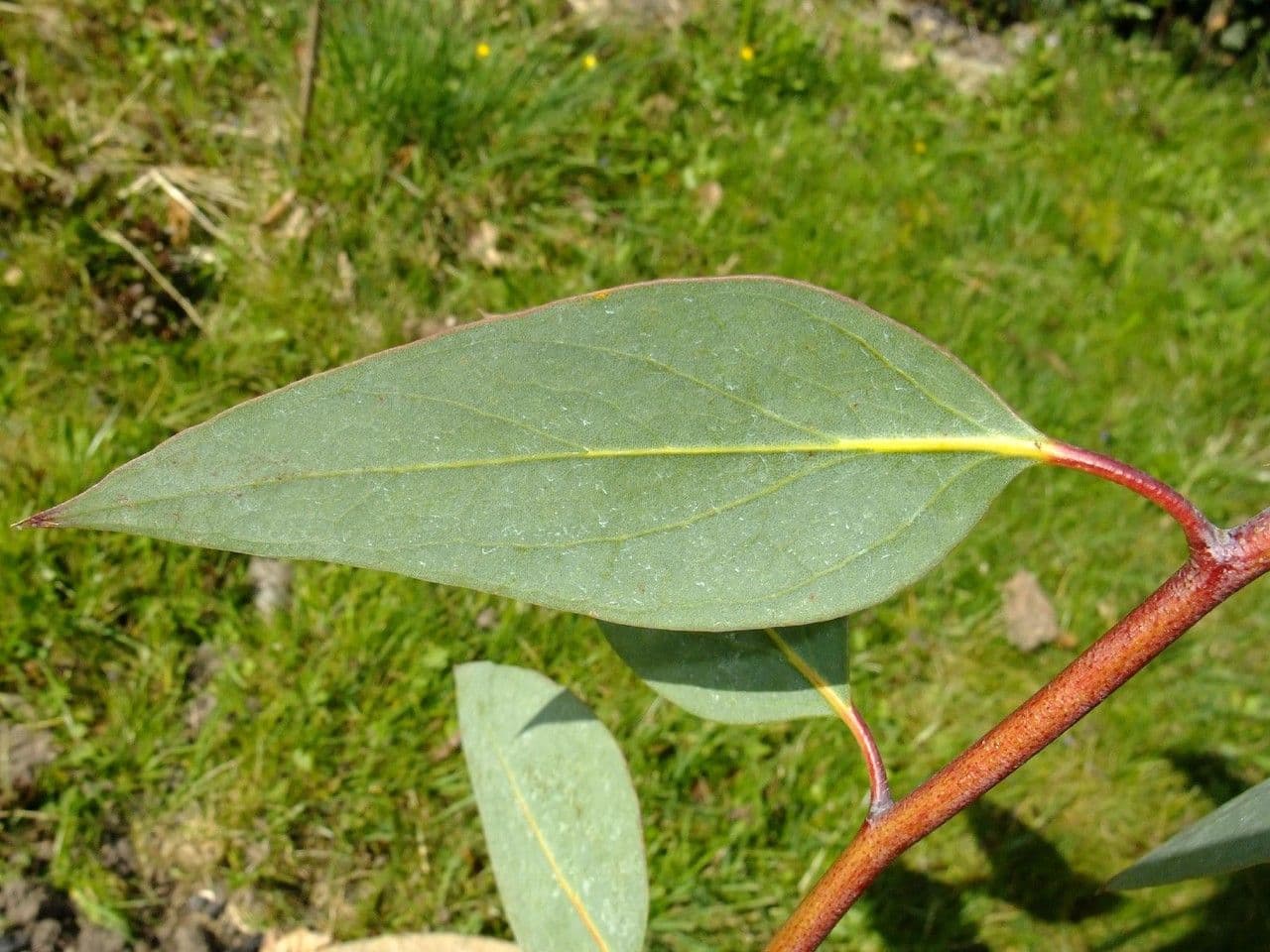 Schnee-Eukalyptus 14