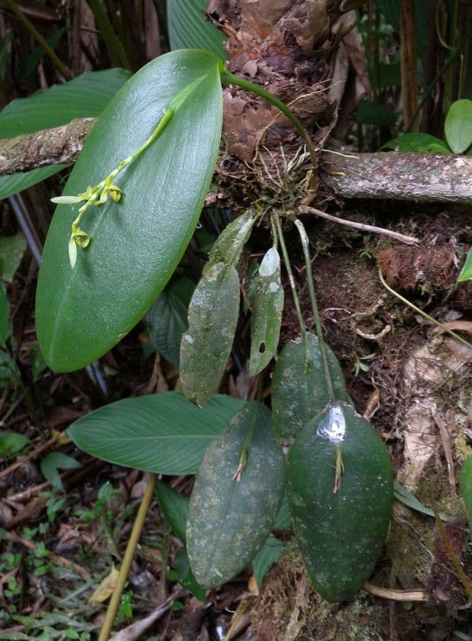 Acianthera