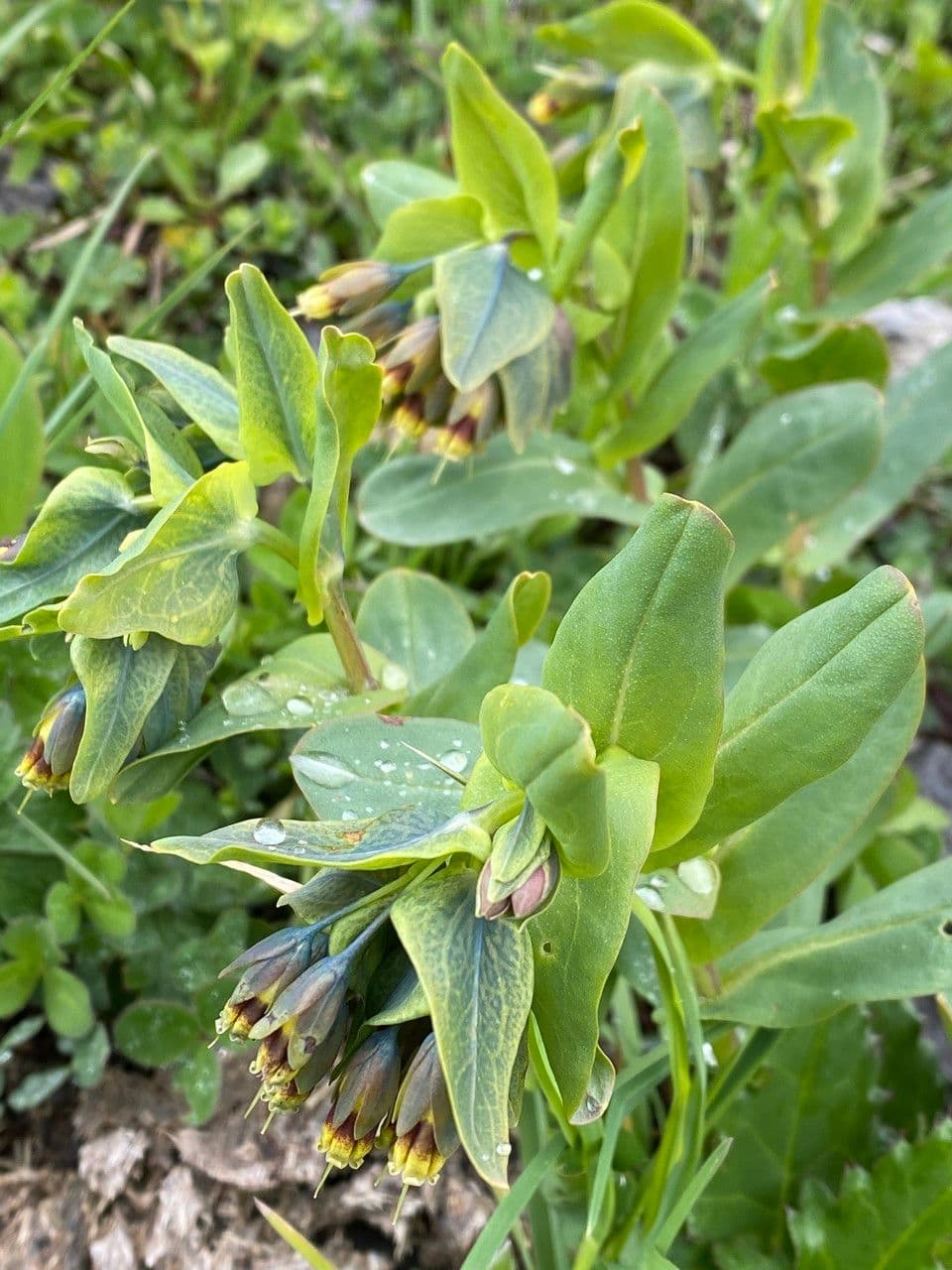 Cerinthe liscia 9