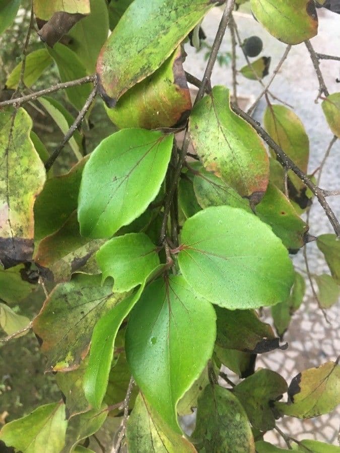 Dovyalis del Ceylon 16