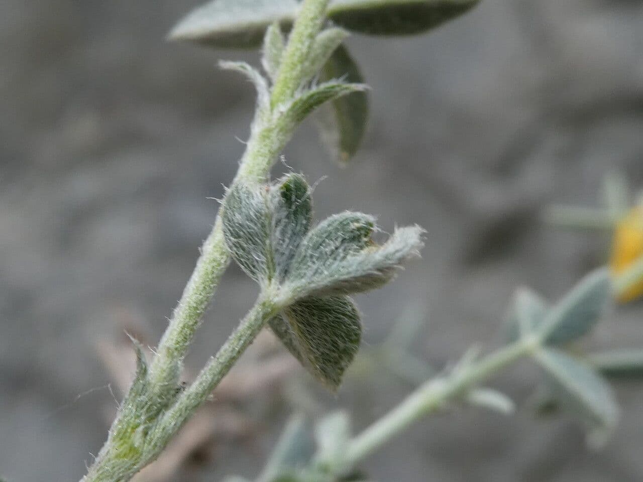 Citiso d'argento 24