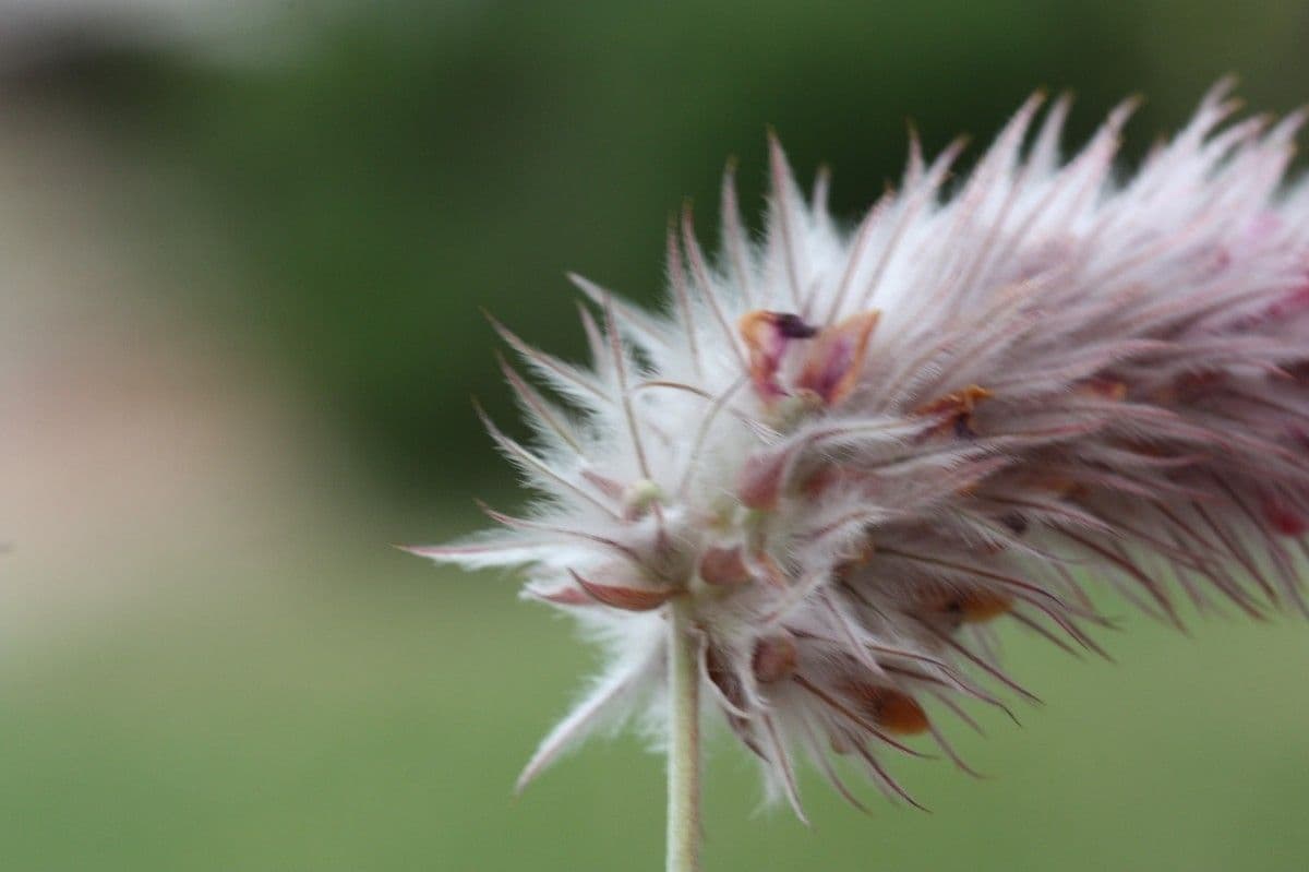 Ebenus 4