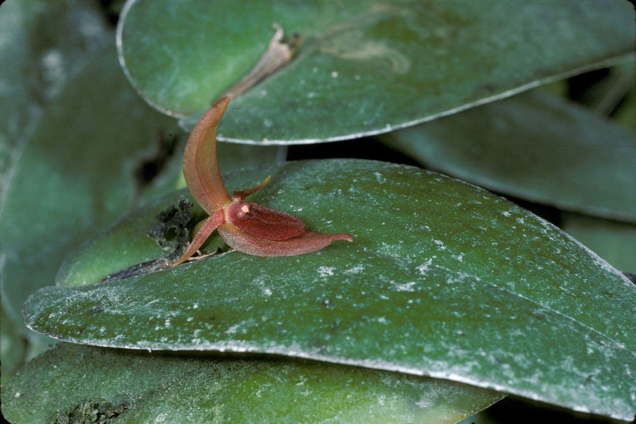 Pleurothallis linguiforme 3