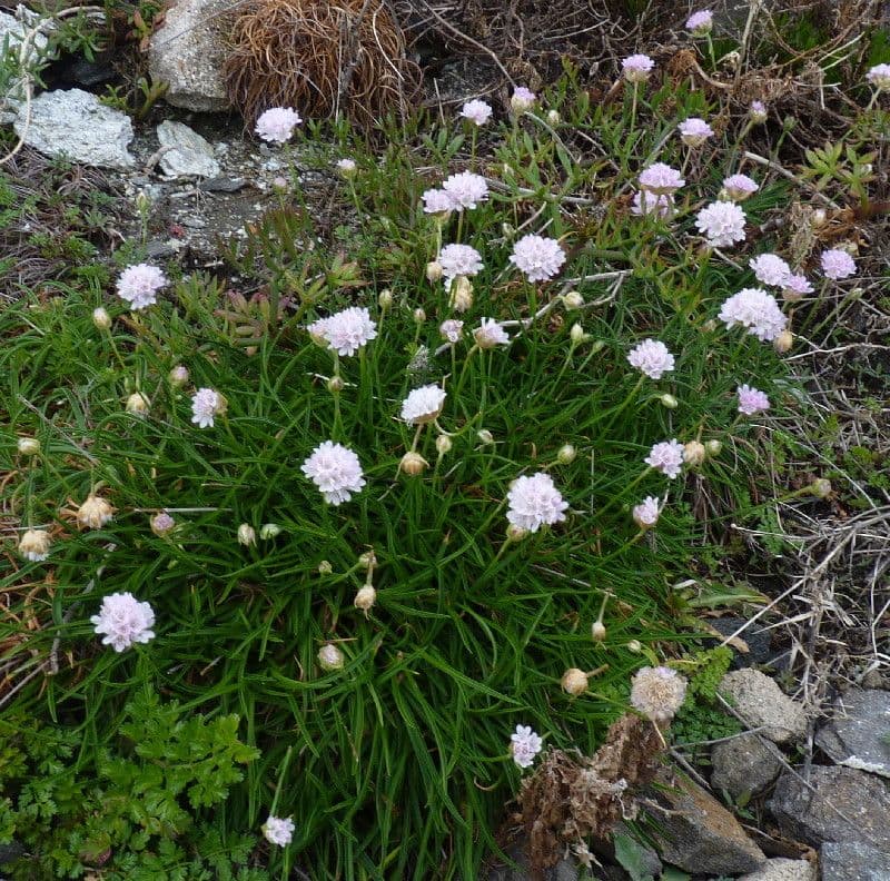 Armeria ruscinonensis 8