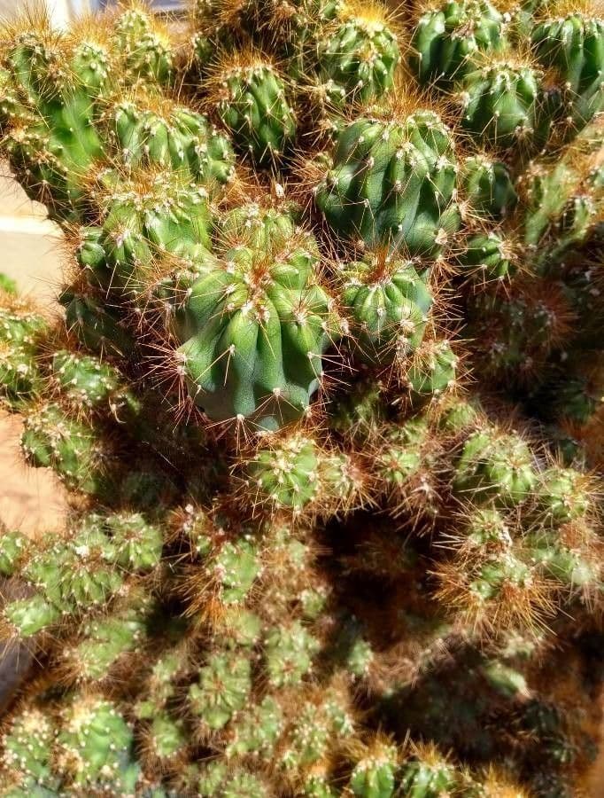 Cactus mela del Perù 15