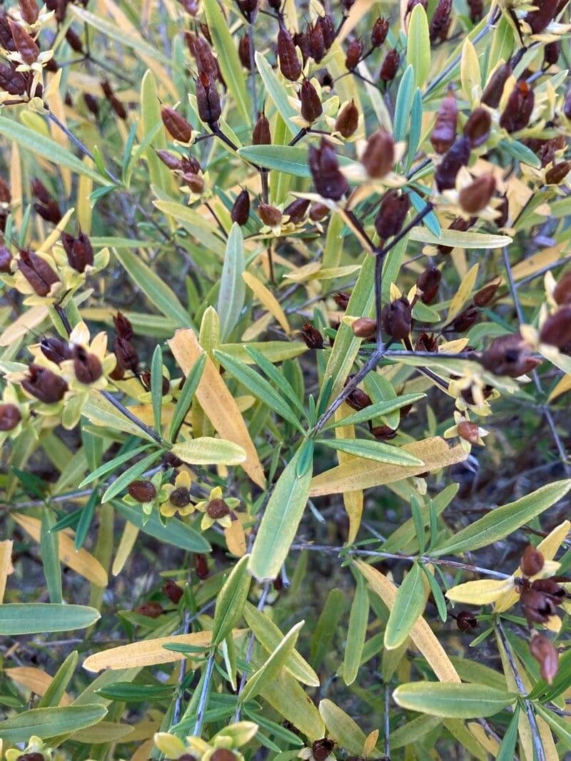 Millepertuis 16