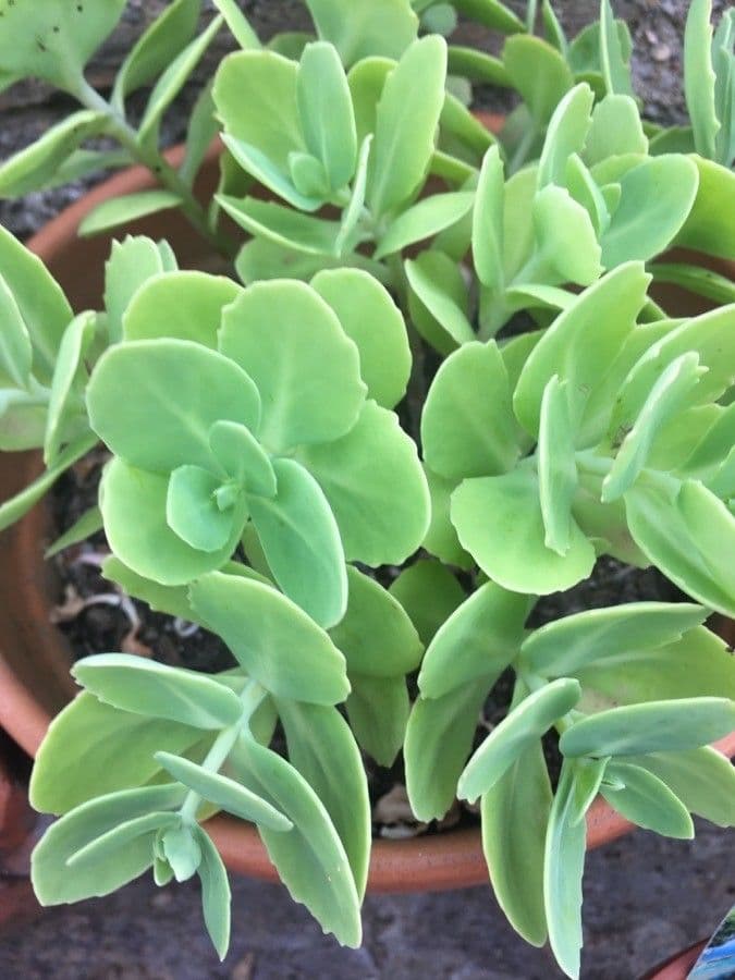 Sedum espectacular 13